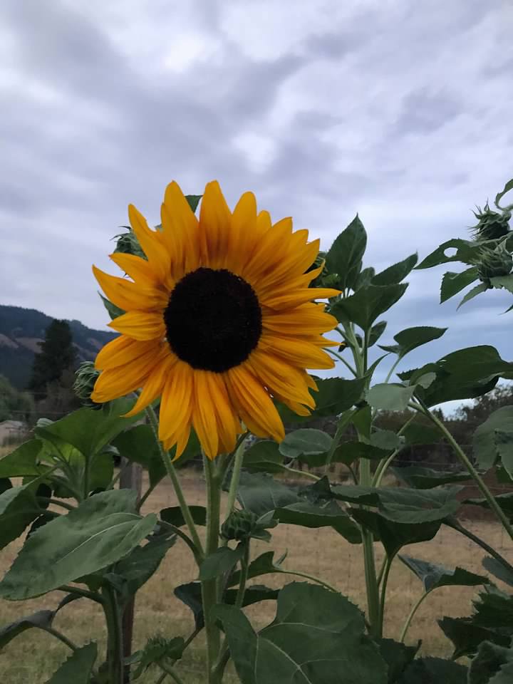 Sunflower in Garden