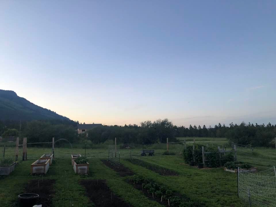 garden at dusk