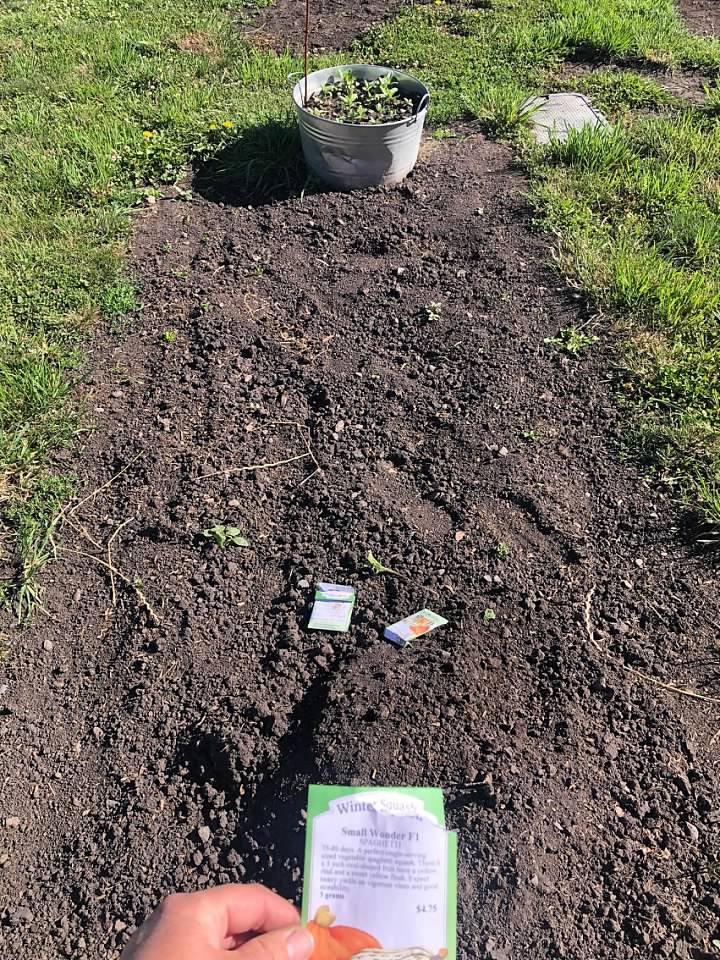Planting a garden bed with seeds