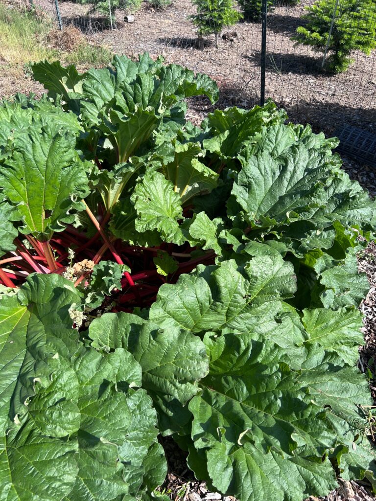 Rhubarb plant